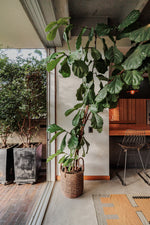 Modern apartment with reserve view